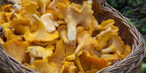 Foraged Chanterelle Mushrooms in a basket